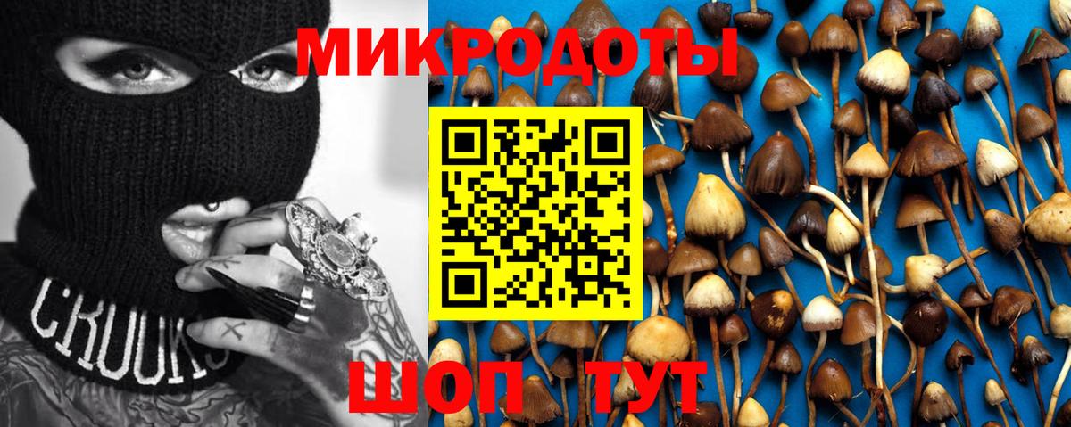 Псилоцибиновые грибы Cubensis Краснознаменск